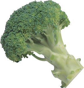 Broccoli PNG image-2826